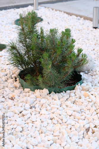 Dwarf mountain pine in a flowerbed filled with marble chips, landscape design of a country house.