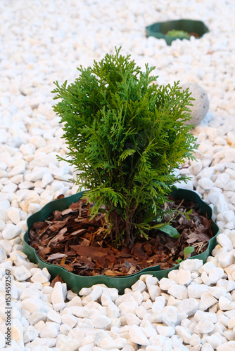 Thuja occidentalis Danica in  flowerbed filled with marble chips, landscape design of  country house.