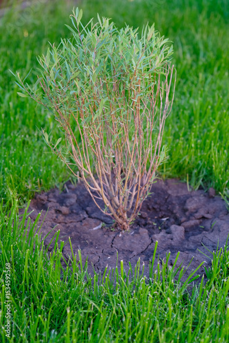 Sapling of shrub red willow nano close-up, use in landscape design