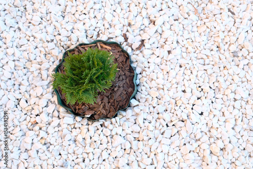 Thuja occidentalis Danica in  flowerbed filled with marble chips, from above, landscape design of  country house.