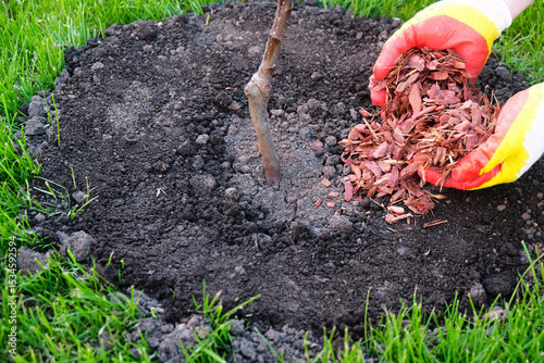 Process of planting an apple tree seedling,  gardener mulches with larch bark around  tree trunk, hands in gloves close-up.
