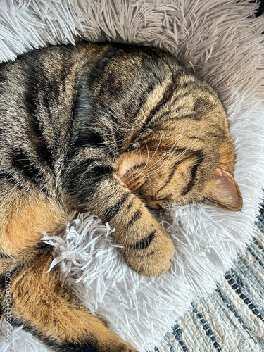 Cute tabby Scottish Straight marble tabby cat sleeping on a fur pillow, close up