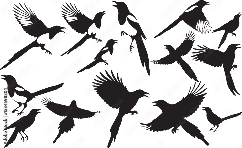 Obraz premium Magpie Silhouettes Vector Pack