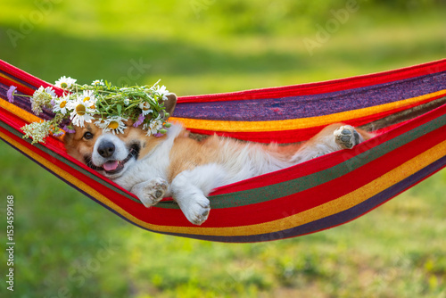 contented pet dog corgi in a wreath of wildflowers daisies lies in a colorful...