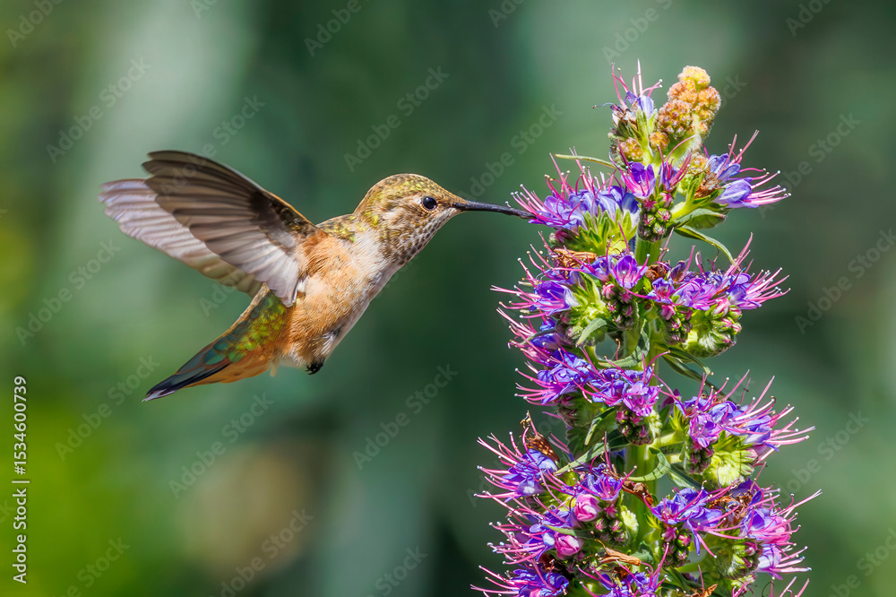 Fototapeta premium Hummingbird with Purple Flowers