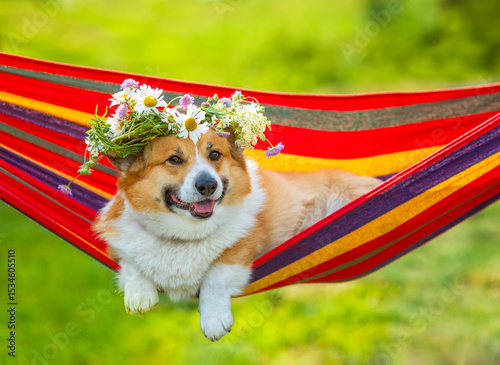 contented pet corgi dog in a wreath of wildflowers lies in a colorful hammock...
