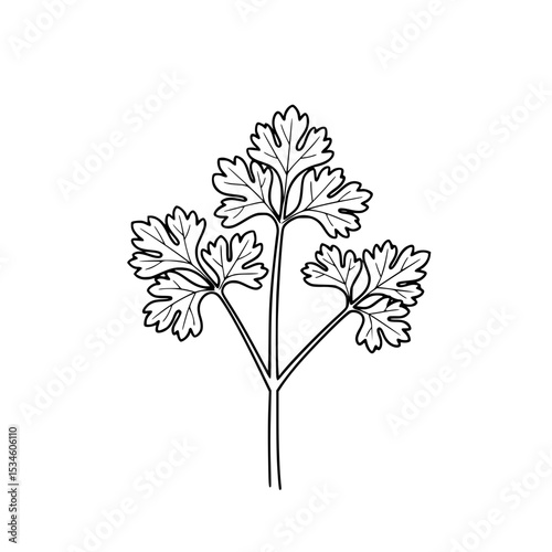 Line icon of a sprig of Curly parsley in minimalistic black and white design  