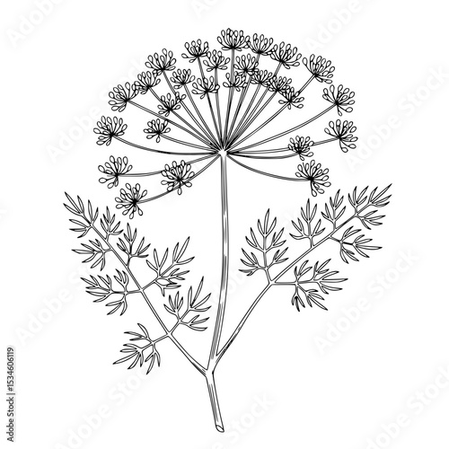 Line icon of dill plant with minimalistic black and white design  