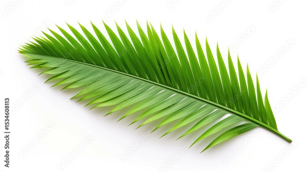 Obraz premium green leaf isolated on white