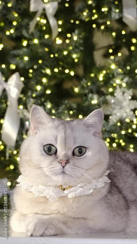 Festive cat relaxing by christmas tree with twinkling lights and ornaments