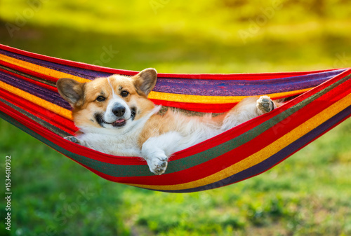 contented cottager pet dog corgi in colorful hammock in summer garden danglin...