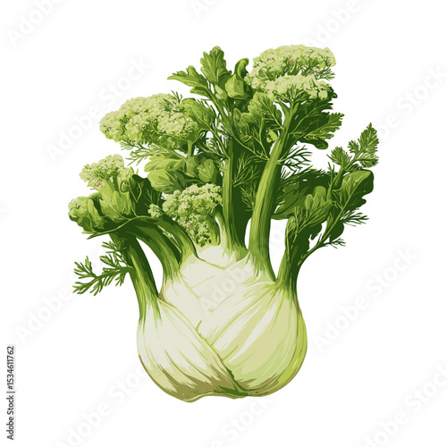 Realistic illustration of a fresh fennel bulb with leafy green stems and fronds, isolated on a white background, symbolizing organic produce