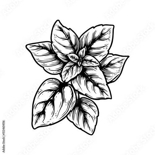 Detailed hand-drawn basil leaf cluster in monochrome ink style on clean white background, illustrating herbal and culinary concepts