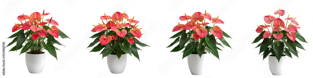 Obraz premium Anthurium Plants with Red Flowers in White Pots Transparent Background