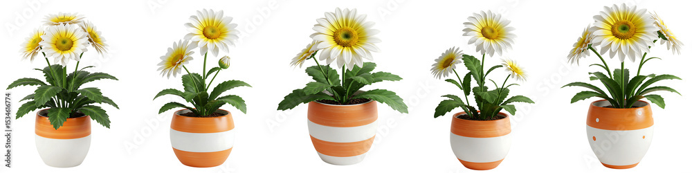 White Daisies in Orange Striped Pots Transparent Background
White Daisies in Orange Striped Pots Transparent Background