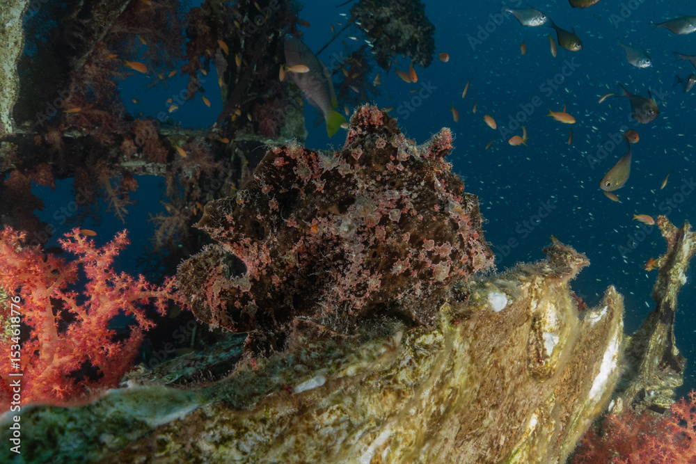 Fototapeta premium Frog fish in the Red Sea Colorful and beautiful, Eilat Israel 