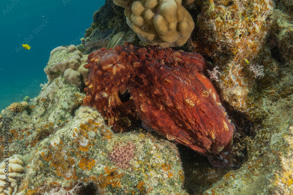 Fototapeta premium Octopus king of camouflage in the Red Sea, Eilat Israel 