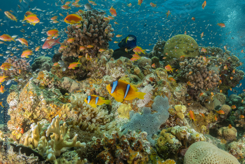 Fototapeta Naklejka Na Ścianę i Meble -  Clown-fish anemonefish in the Red Sea Colorful and beautiful, Eilat Israel
