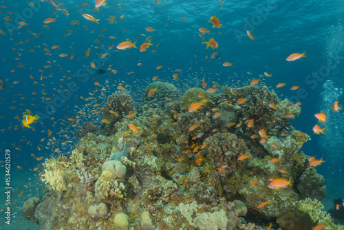 Fototapeta Naklejka Na Ścianę i Meble -  Coral reef and water plants in the Red Sea, Eilat Israel

