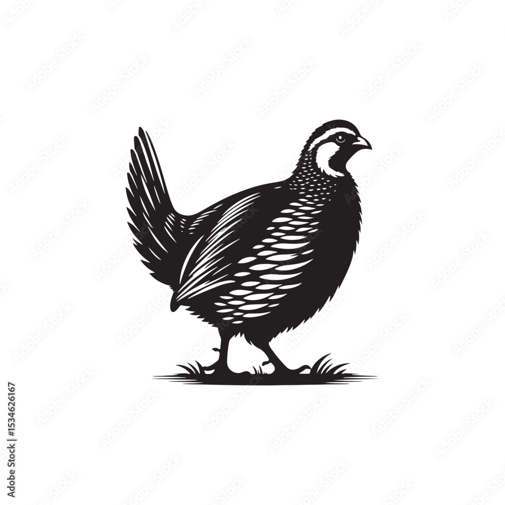 Obraz premium Chukar Partridge Silhouette Vector Design – Elegant Game Bird Artwork Featuring Distinctive Stripes, Bold Stance, Minimal Black Outline Style Perfect for Nature Prints, Logos, and Decor 