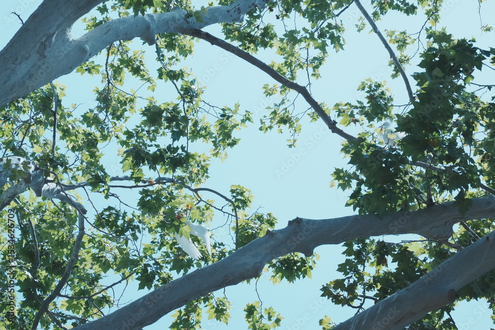 Fototapeta premium egrets on the tree