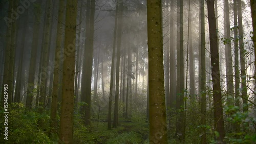 Misty forest landscape with tall trees and dense fog creating an ethereal atmosphere during early morning