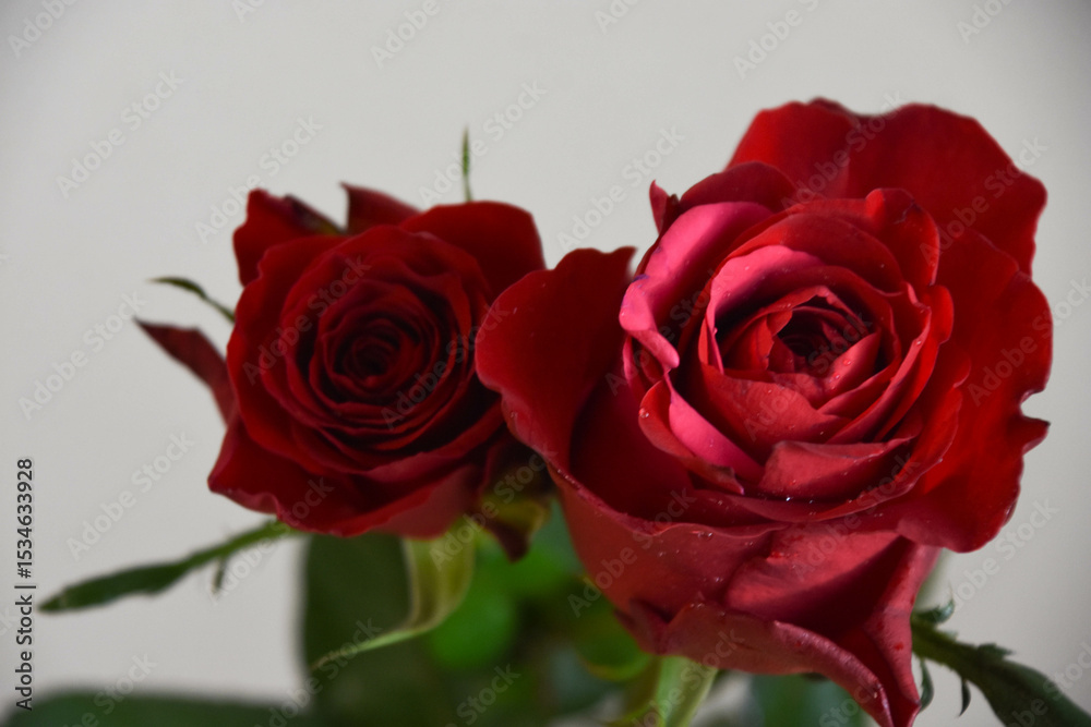 Naklejka premium 赤い薔薇