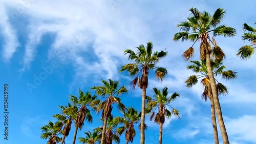 Palm trees swaying against blue sky at tropical beach.Summer, travel,vacation,relax concept with copy space, 4K
