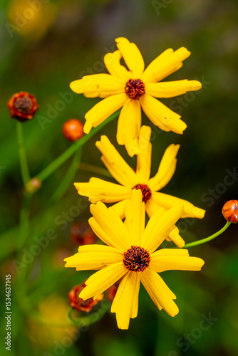 coreopsis leavenworthii wildflower in a garden