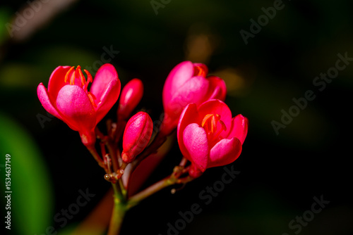 Jatropha Integerrima red flower closeup