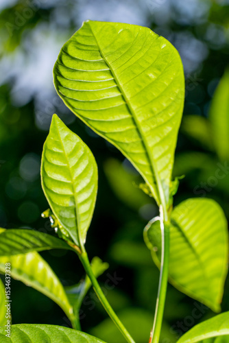 Green leaf lit with sun and mix of flash