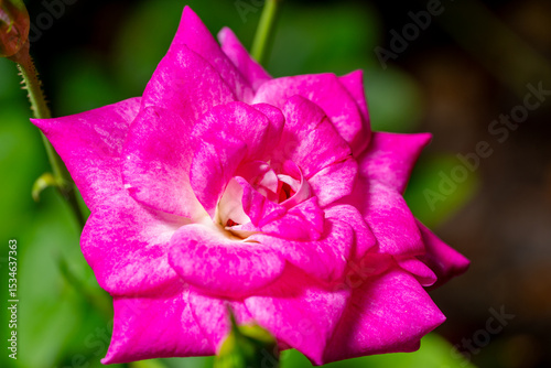 Pink China Rose in a garden on blurry background lit with flash