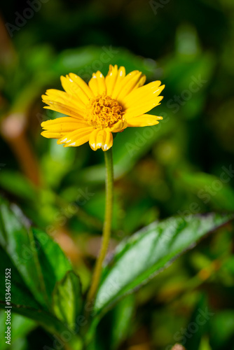 Sphagneticola Trilobata flower on blurry green background lit with flash