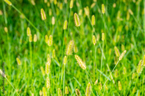 Background closeup photo Setaria Pumila grass