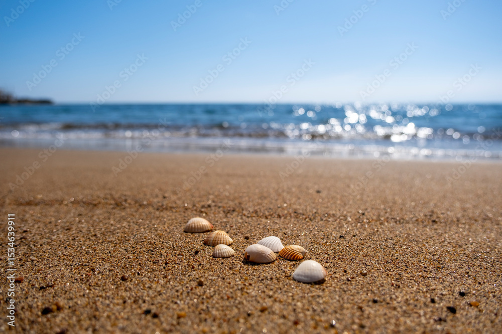 Seashells on the sand at the beach Seashells on the sand at the beach