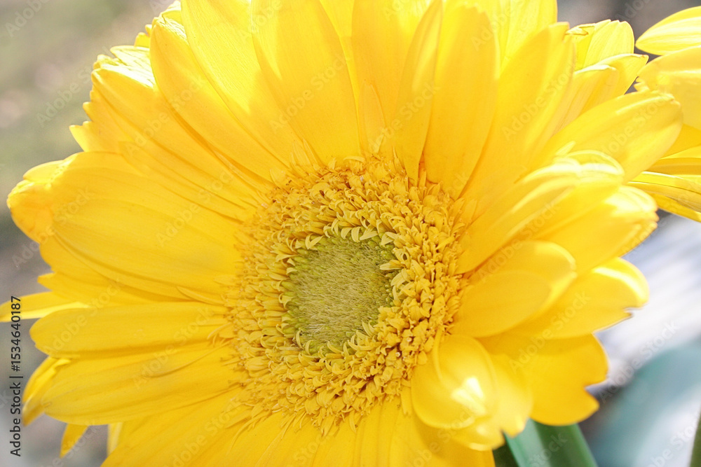Naklejka premium yellow flower closeup