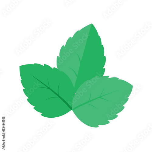 Fresh Mint Leaves Vibrant Green Herbal Illustration