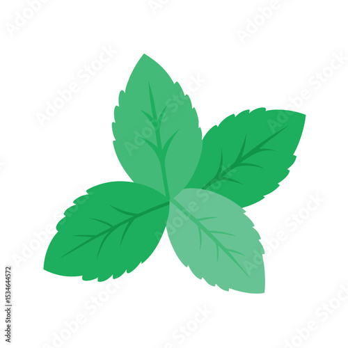 Fresh Mint Leaves Aromatic Herb Illustration