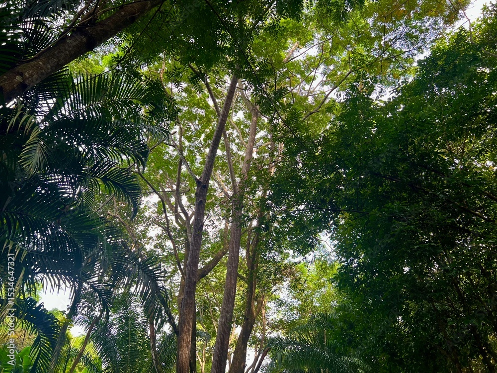 Fototapeta premium Lush Green Forest and Natural Landscape