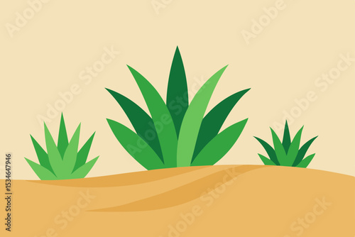 aloe vera plant