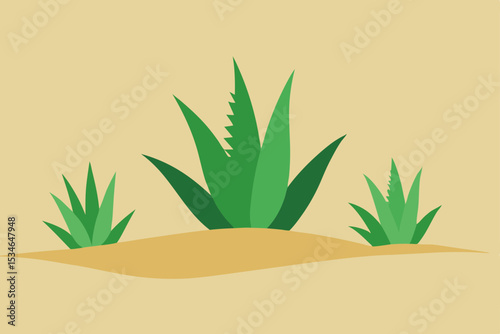 aloe vera plant on the beach