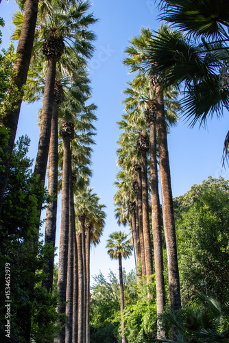 a group of tall palm trees creating a walk way