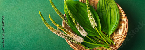 Medicinal plant Plantago on green background.	