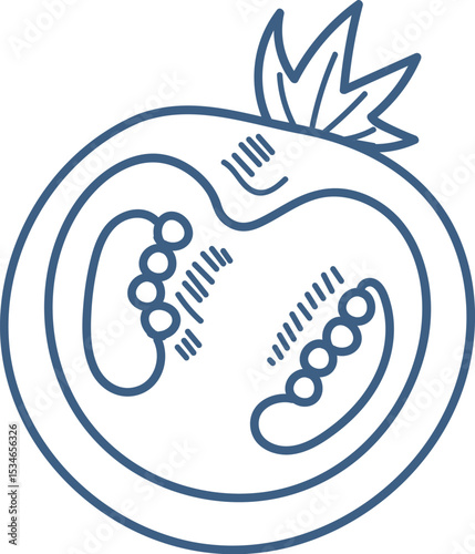 Outlined Tomato Slice Drawing