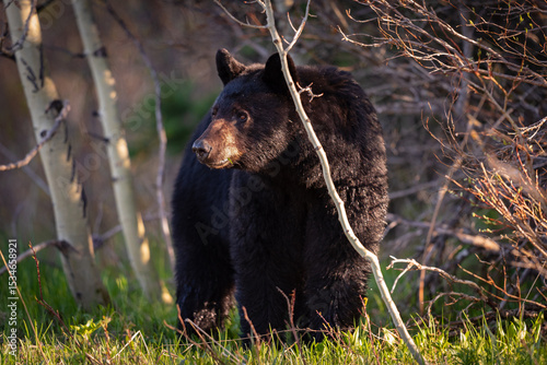 Wild Bears of Waterton