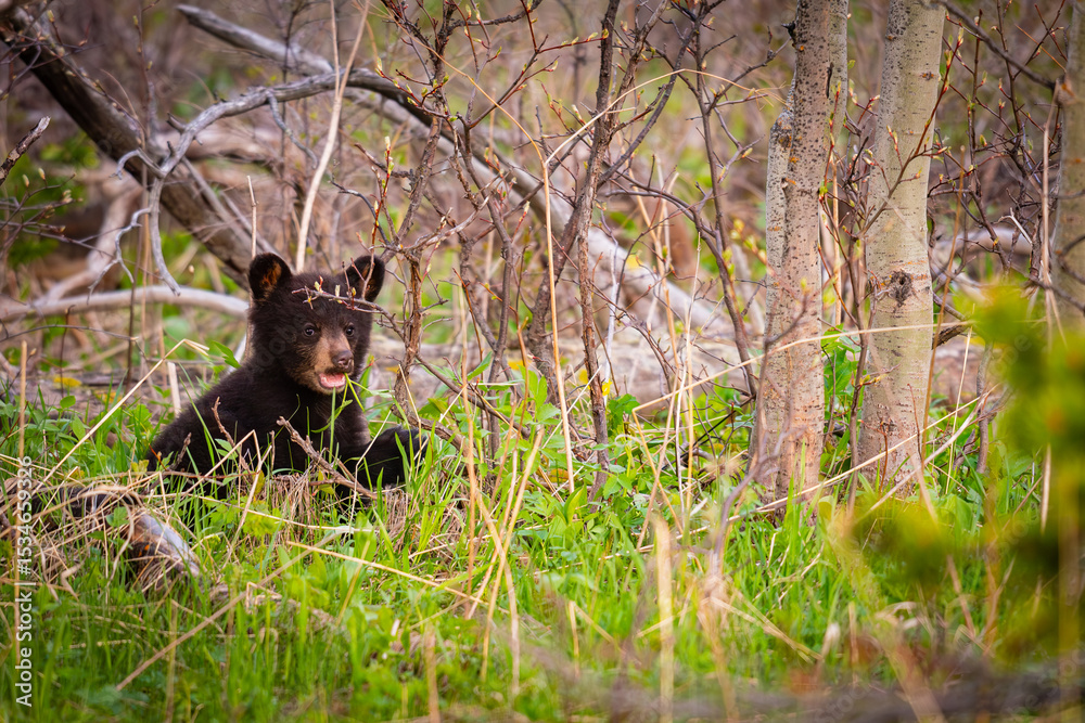Obraz premium Baby Bear Cubs of Waterton
