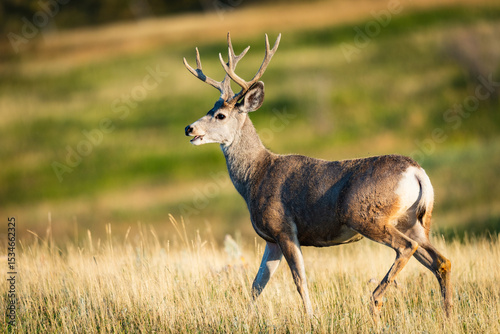 Mule Deer Buck
