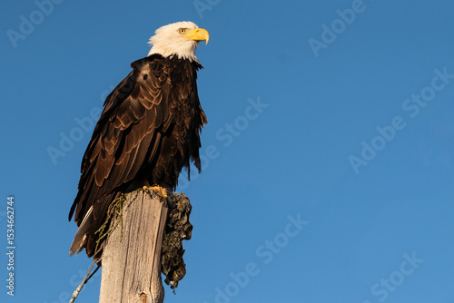 Bald Eagle - Haliaeetus leucocephalus