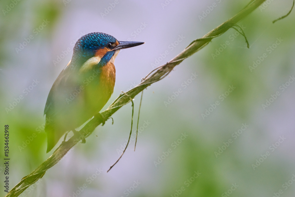 Fototapeta premium kingfisher at the river Maas