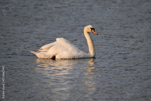 Fototapeta Naklejka Na Ścianę i Meble -  swan on the water